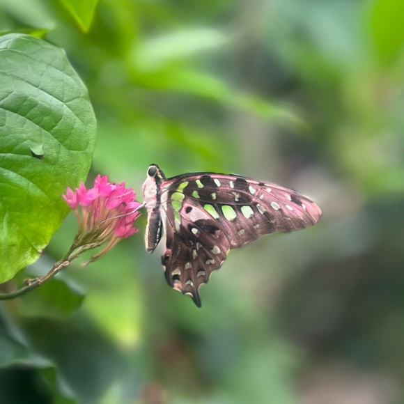 palomonrosita